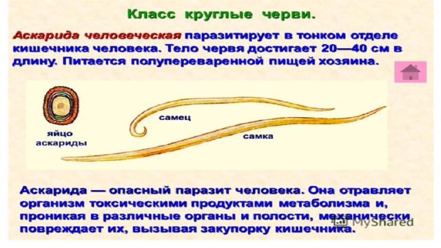 Аскарида и человек тип взаимоотношений. Тип круглые черви строение тела. Круглые черви аскарида человеческая. Круглые черви кратко основное. Общее строение круглых червей.