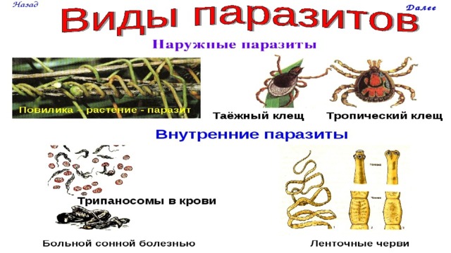 Чем внутренние паразиты отличаются от внутренних паразитов. Внешние и внутренние паразиты. Внутренние паразиты примеры. Защита от паразитов. Виды внутренних паразитов человека.