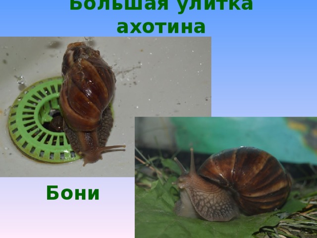 Большая улитка ахотина Бони  
