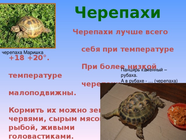Черепахи  Черепахи лучше всего чувствуют  себя при температуре +18 +20 ° .  При более низкой температуре  черепахи малоподвижны.  Кормить их можно земляными червями, сырым мясом, рыбой, живыми головастиками.  Размножаются черепахи в неволе редко. черепаха Маришка Панцирь каменный – рубаха. А в рубахе - … (черепаха)  