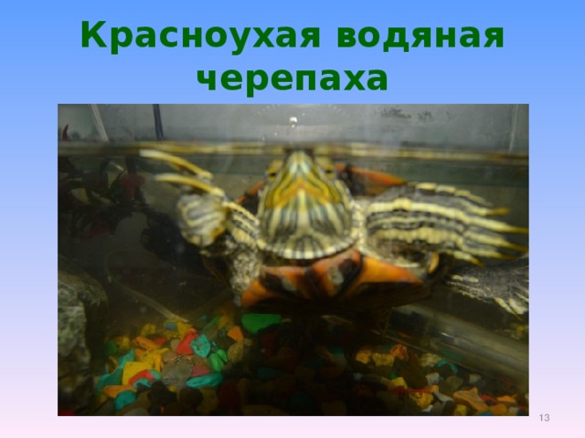 Красноухая водяная черепаха  