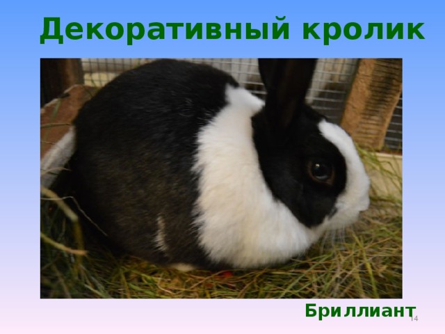 Декоративный кролик Бриллиант  