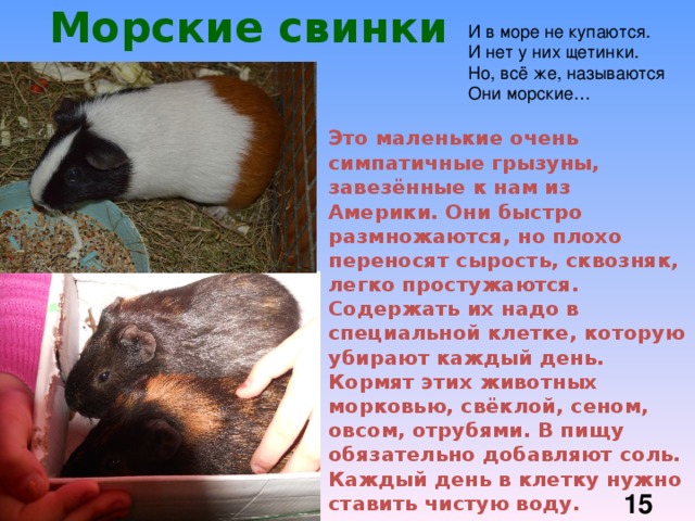Морские свинки И в море не купаются. И нет у них щетинки. Но, всё же, называются Они морские…  Это маленькие очень симпатичные грызуны, завезённые к нам из Америки. Они быстро размножаются, но плохо переносят сырость, сквозняк, легко простужаются. Содержать их надо в специальной клетке, которую убирают каждый день. Кормят этих животных морковью, свёклой, сеном, овсом, отрубями. В пищу обязательно добавляют соль. Каждый день в клетку нужно ставить чистую воду.  