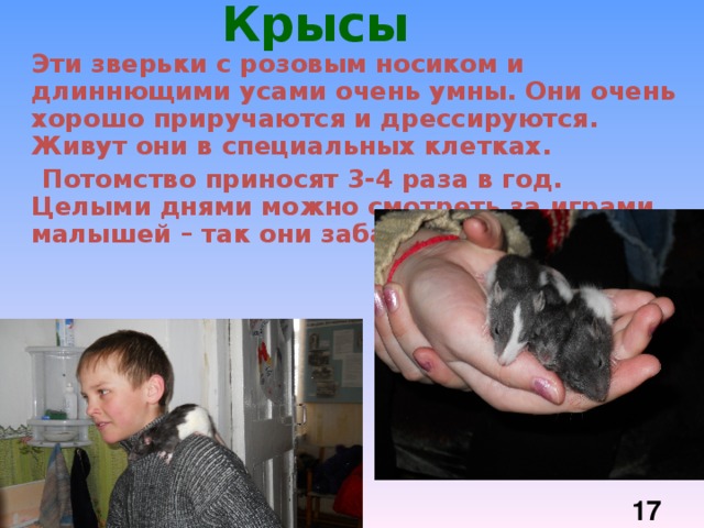 Крысы  Эти зверьки с розовым носиком и длиннющими усами очень умны. Они очень хорошо приручаются и дрессируются. Живут они в специальных клетках.   Потомство приносят 3-4 раза в год. Целыми днями можно смотреть за играми малышей – так они забавны и красивы.   
