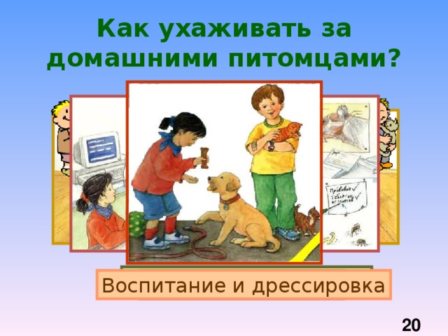 Как ухаживать за домашними питомцами? Кормление Поддержание чистоты Забота о здоровье Воспитание и дрессировка  