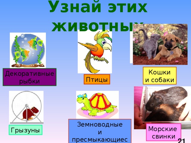 Узнай этих животных Кошки и собаки Декоративные рыбки Птицы Земноводные и пресмыкающиеся Морские свинки Грызуны  