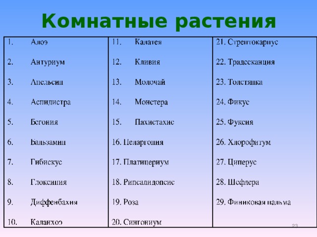 Комнатные растения  