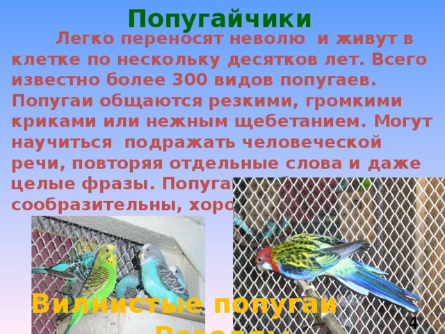  Попугайчики  Легко переносят неволю и живут в клетке по нескольку десятков лет. Всего известно более 300 видов попугаев. Попугаи общаются резкими, громкими криками или нежным щебетанием. Могут научиться подражать человеческой речи, повторяя отдельные слова и даже целые фразы. Попугаи любознательны, сообразительны, хорошо приручаются. Вилнистые попугаи Розеллы  