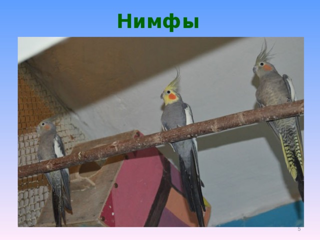 Нимфы  