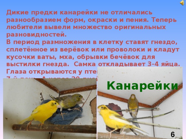 Дикие предки канарейки не отличались разнообразием форм, окраски и пения. Теперь любители вывели множество оригинальных разновидностей. В период размножения в клетку ставят гнездо, сплетённое из верёвок или проволоки и кладут кусочки ваты, мха, обрывки бечёвок для выстилки гнезда. Самка откладывает 3-4 яйца. Глаза открываются у птенцов на 7-й день. А через 20 дней птенцы уже пробуют летать.  Канарейки  