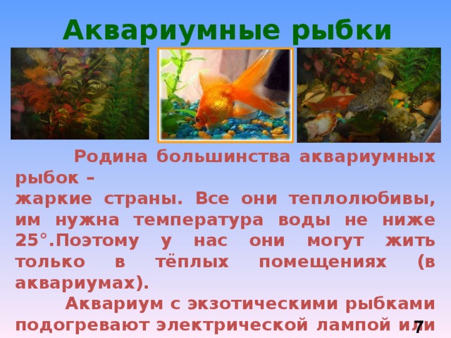 План сообщения о разведении аквариумных рыб составьте