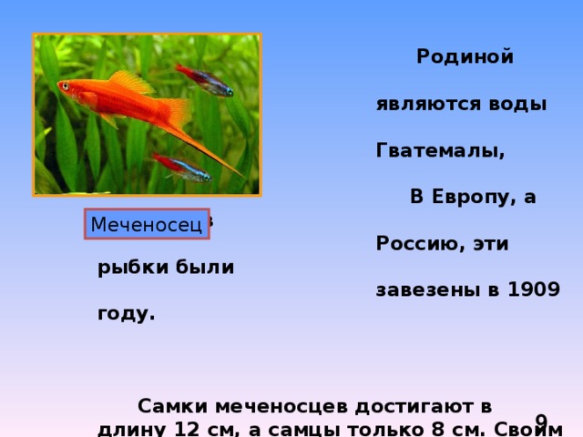  Родиной этой рыбки  являются воды Мексики,  Гватемалы, Гондураса.  В Европу, а вскоре и в  Россию, эти рыбки были  завезены в 1909 году.     Самки меченосцев достигают в длину 12 см, а самцы только 8 см. Своим названием эти рыбы обязаны «мечу» на нижнем крае хвостового плавника у самцов.  Меченосцы миролюбивы и легко уживаются со всеми обитателями аквариума. Меченосец  