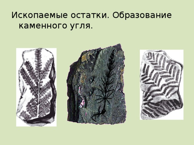 Ископаемые остатки. Образование каменного угля. 
