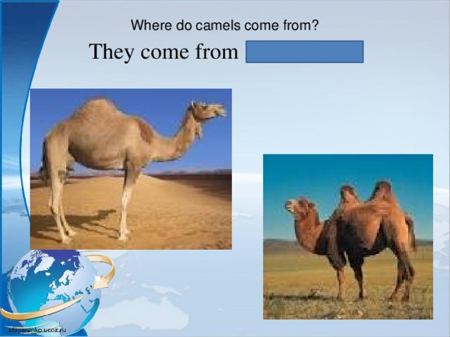 Where do camels come from?   They come from Kazakhstan. 