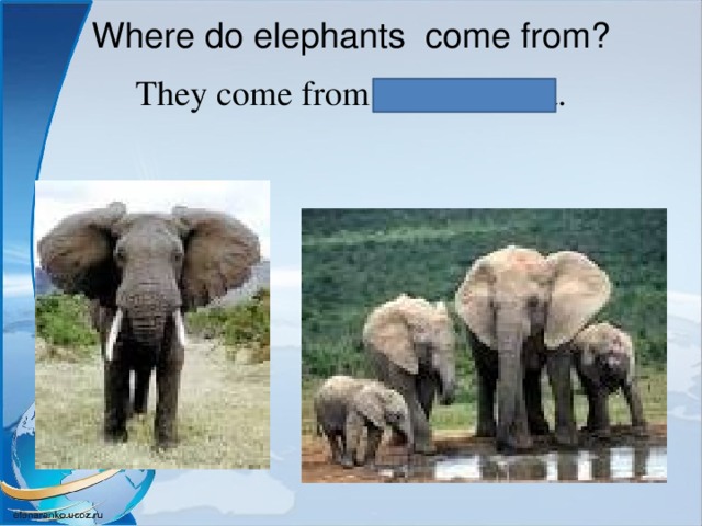 Where do elephants come from?   They come from India, Africa. 