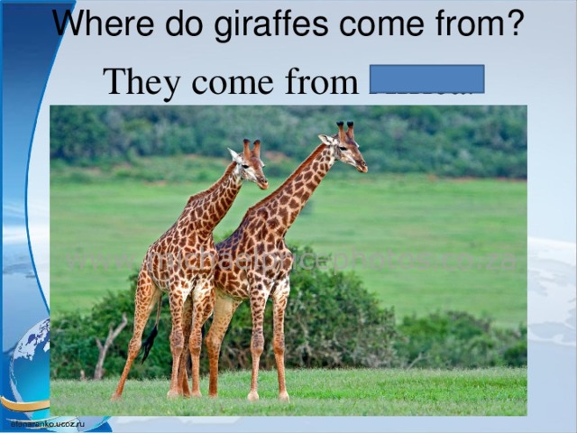 Where do giraffes come from?   They come from Africa . 