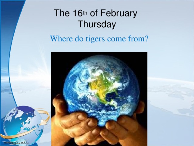 The 16 th of February  Thursday Where do tigers come from? 