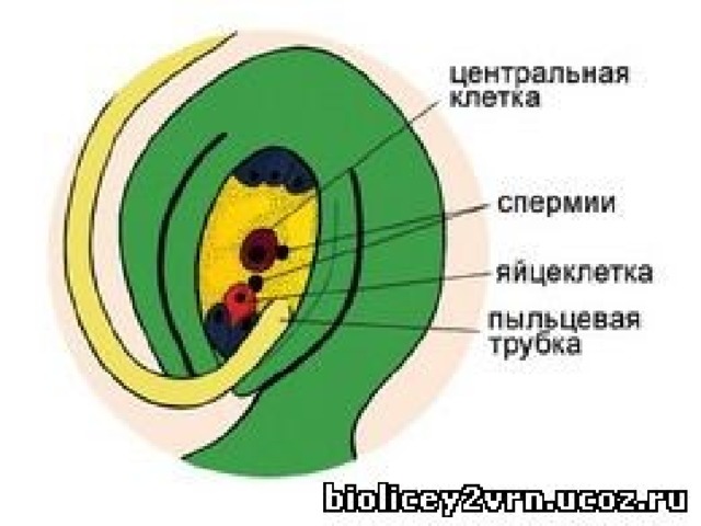 Стенки семязачатка