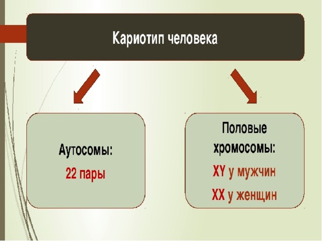 Генетическое определение пола презентация 10 класс