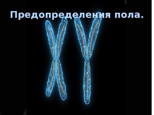 Генетика пола 10 класс биология презентация. Половые хромосомы. Генетическая структура половых хромосом. Генетика пола презентация 10 класс. Генетика пола фото.
