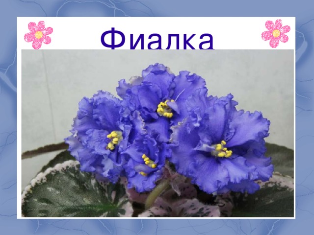 Фиалки ек фото и описание сорта Презентация к уроку окружающего мира "Фиалка"