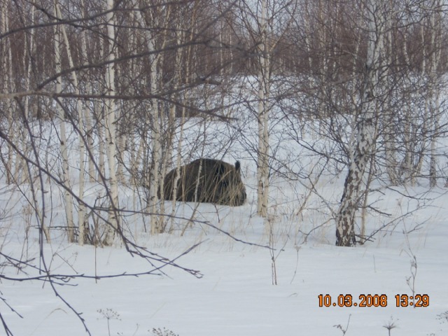 Фото джабык карагайский бор