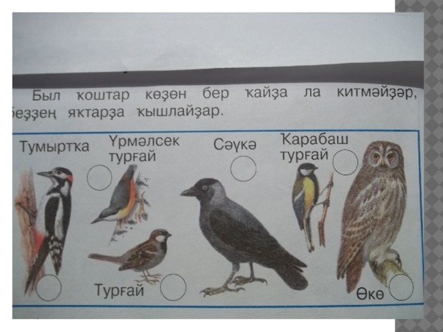 Названия птиц на башкирском. Птицы на башкирском языке. Названия птиц на башкирски. Презентация Ҡоштар.