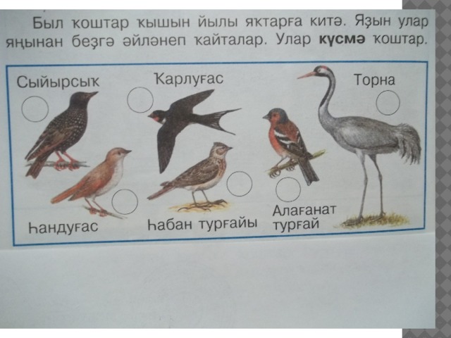 Названия птиц на башкирском. Птицы на башкирском языке. Название птиц на башкирском языке. Название птиц по башкирскому языку. Презентация Ҡоштар.