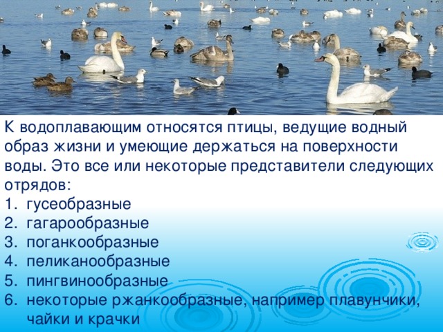 Водный образ жизни. Особенности водоплавающих птиц. Водоплавающие птицы презентация. Водоплавающие птицы представители. Строение водоплавающих птиц.