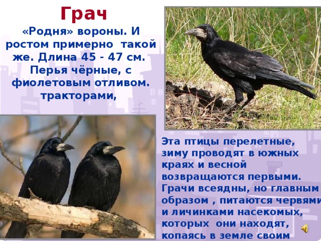 Грач «Родня» вороны. И ростом примерно такой же. Длина 45 - 47 см. Перья чёрные, с фиолетовым отливом. тракторами, Эта птицы перелетные, зиму проводят в южных краях и весной возвращаются первыми. Грачи всеядны, но главным образом , питаются червями и личинками насекомых, которых они находят, копаясь в земле своим крепким клювом.