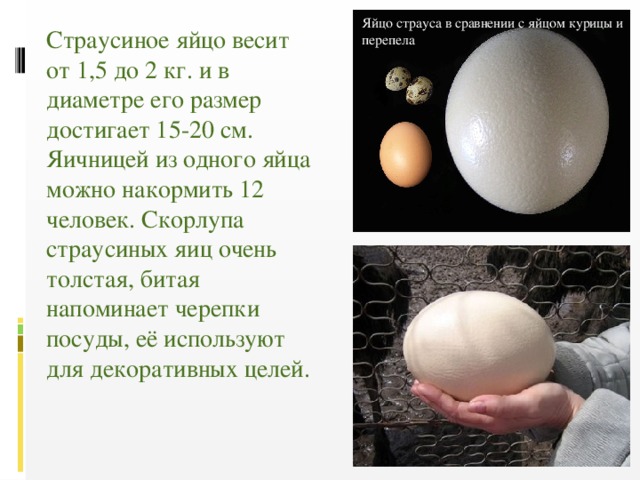 Яйцо страуса в сравнении с яйцом курицы и перепела Страусиное яйцо весит от 1,5 до 2 кг. и в диаметре его размер достигает 15-20 см. Яичницей из одного яйца можно накормить 12 человек. Скорлупа страусиных яиц очень толстая, битая напоминает черепки посуды, её используют для декоративных целей. 