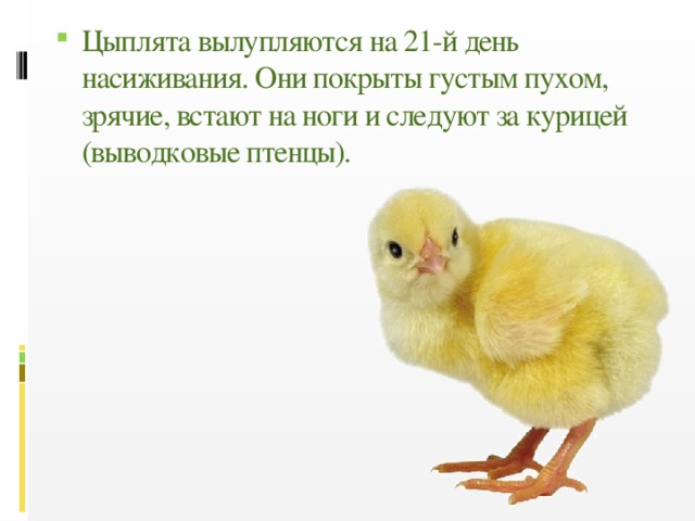 Цыплята вылупляются на 21-й день насиживания. Они покрыты густым пухом, зрячие, встают на ноги и следуют за курицей (выводковые птенцы).