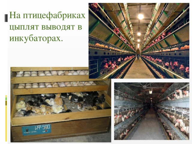 На птицефабриках цыплят выводят в инкубаторах.