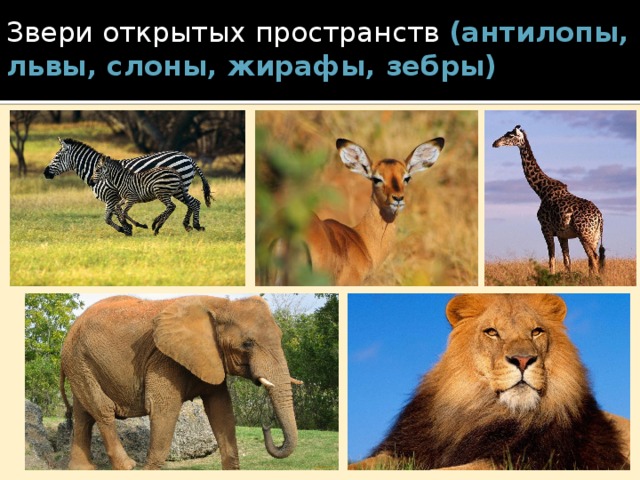 Звери открытых пространств (антилопы, львы, слоны, жирафы, зебры)  