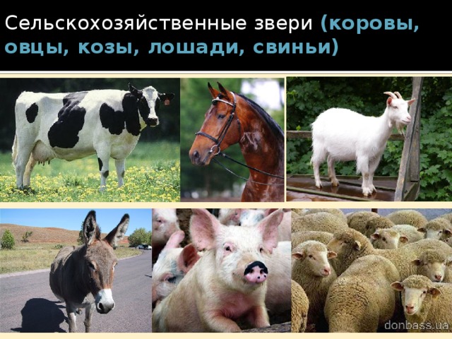 Сельскохозяйственные звери (коровы, овцы, козы, лошади, свиньи)  