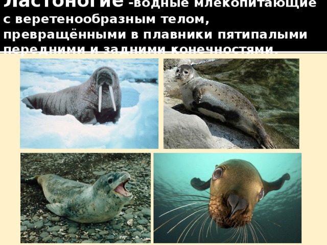 Ластоногие -водные млекопитающие с веретенообразным телом, превращёнными в плавники пятипалыми передними и задними конечностями. 