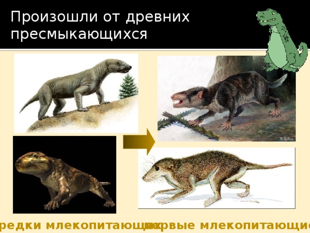 Произошли от древних пресмыкающихся предки млекопитающих первые млекопитающие 
