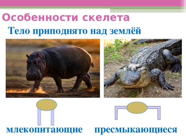 Таблица рептилии и млекопитающие