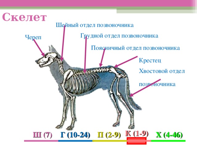 Используя рисунок 66 составьте план сообщения о внутреннем строении млекопитающих