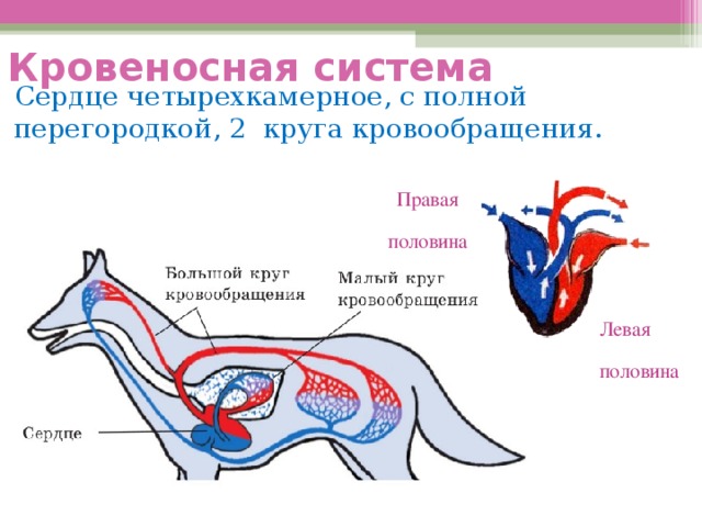 Схема кровеносной системы животных