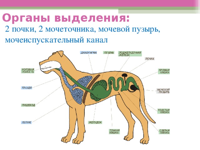 Технологическая карта по биологии 7 класс внутреннее строение млекопитающих