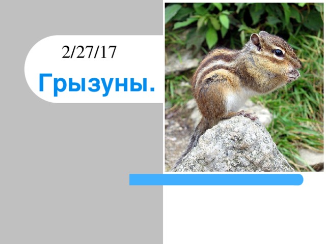 Презентация грызуны для детей