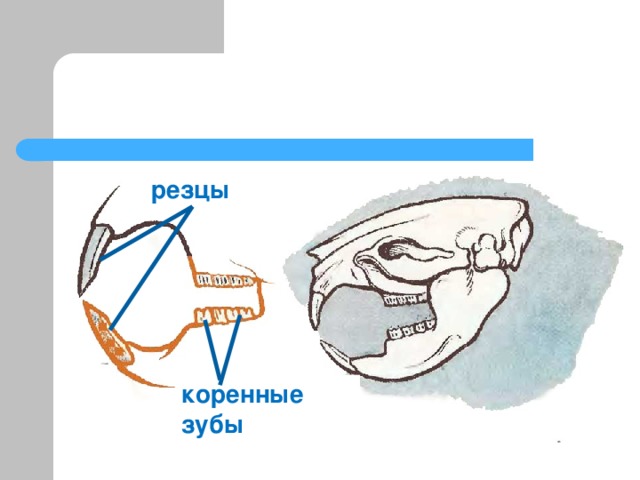 Укажите название зубов обозначенных на рисунке у млекопитающих