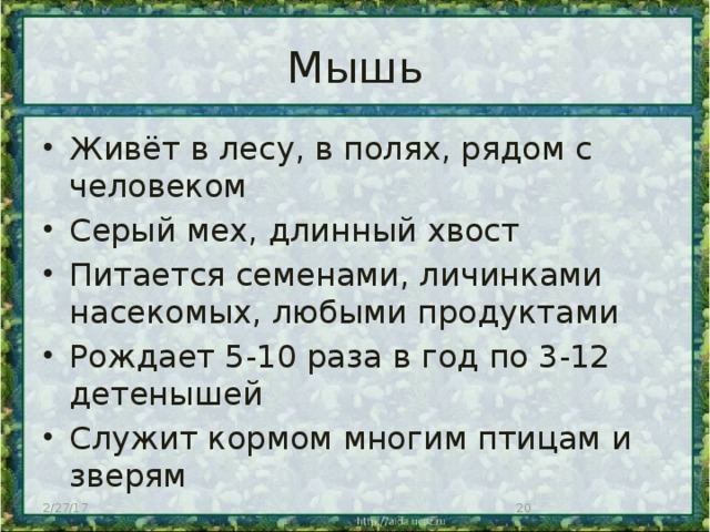 Домовая мышь презентация