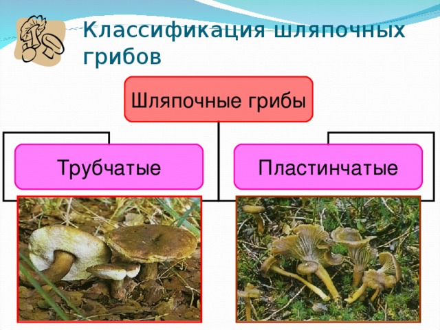 Грибы презентация по биологии 6 класс