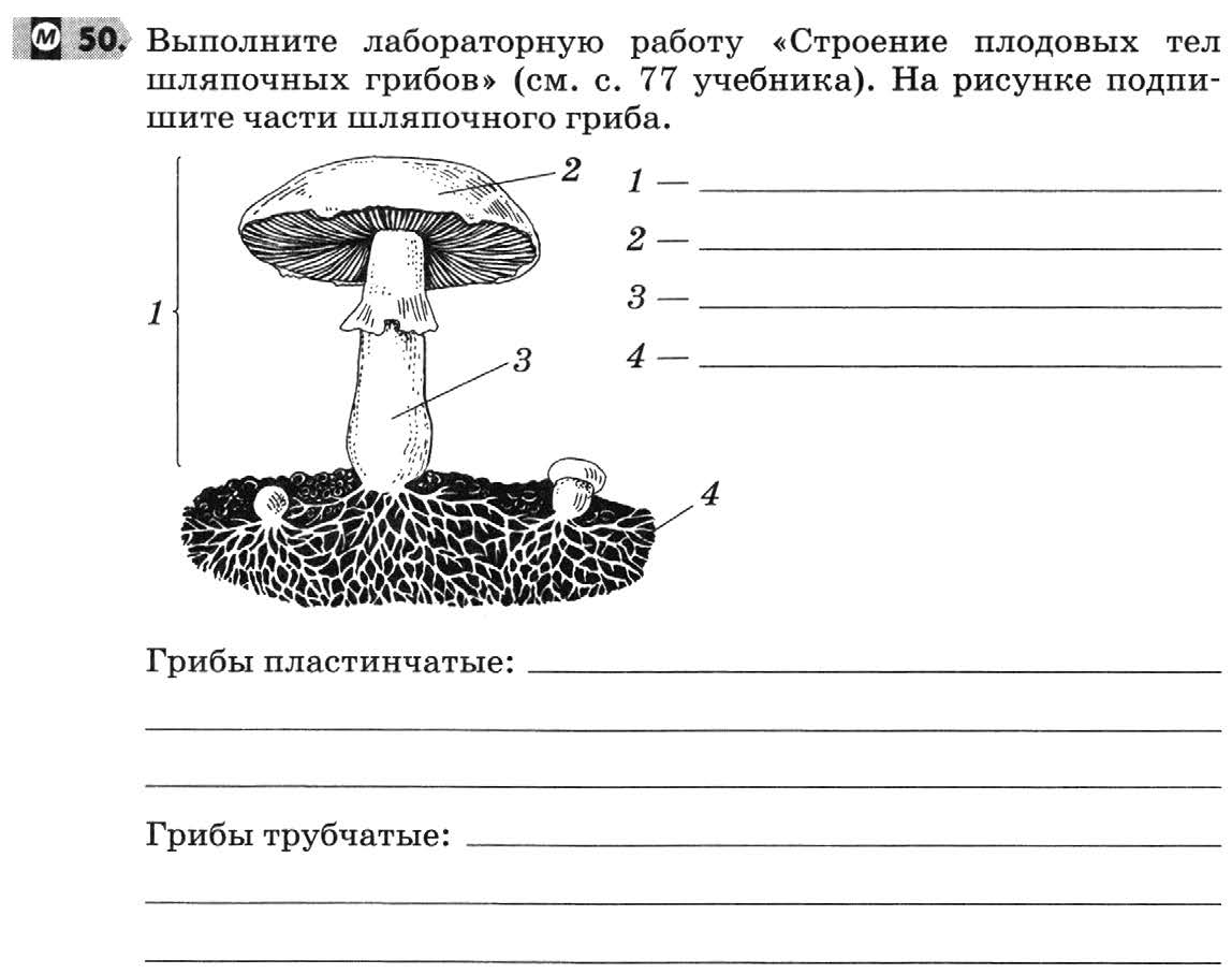 Рисунок гриба по биологии 5 класс