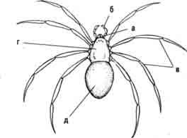 Паук биология рисунок