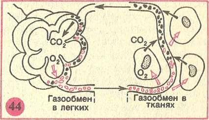 Контурная схема газообмена