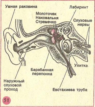 Где происходит окончательное различение изображения