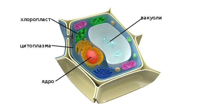 вакуоли хлоропласт цитоплазма ядро 